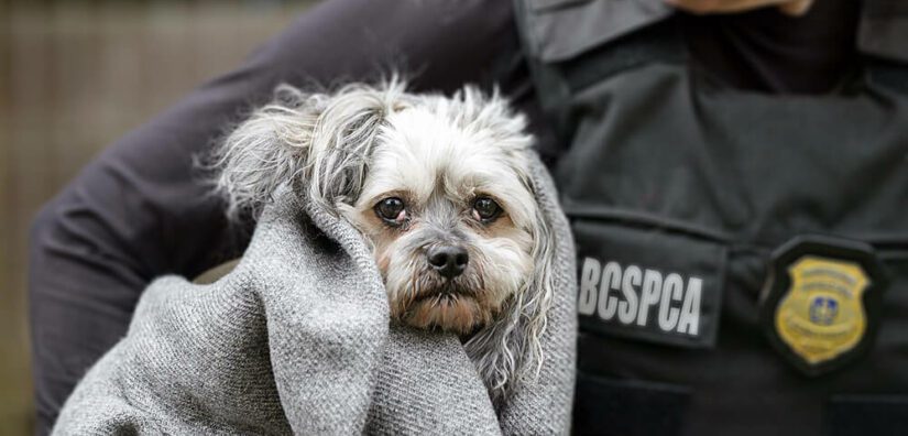 BC SPCA enforcement of animal bans BC SPCA enforcement of animal bans
