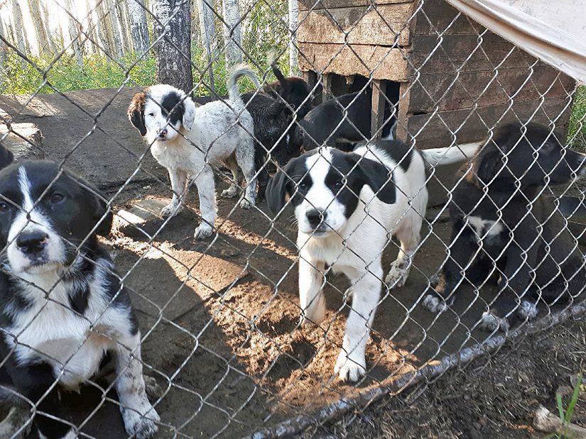 Puppies in outdoor pen