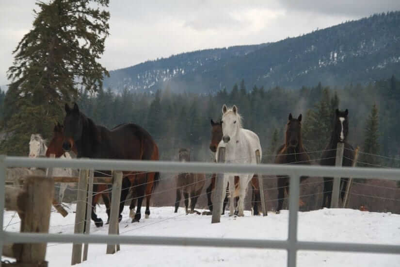 BC SPCA 125 Horses