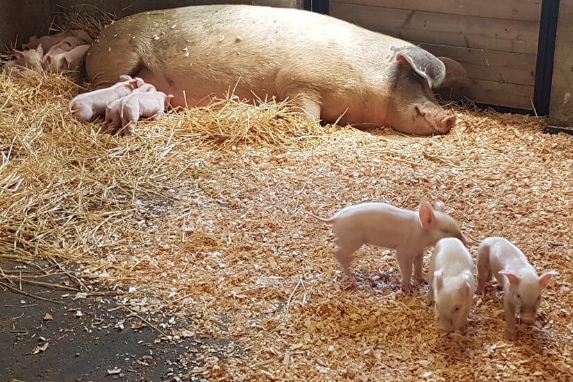 BC SPCA 125 Pigs in Straw