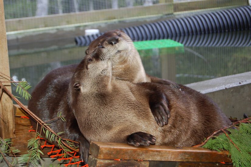 BC SPCA 125 Otters