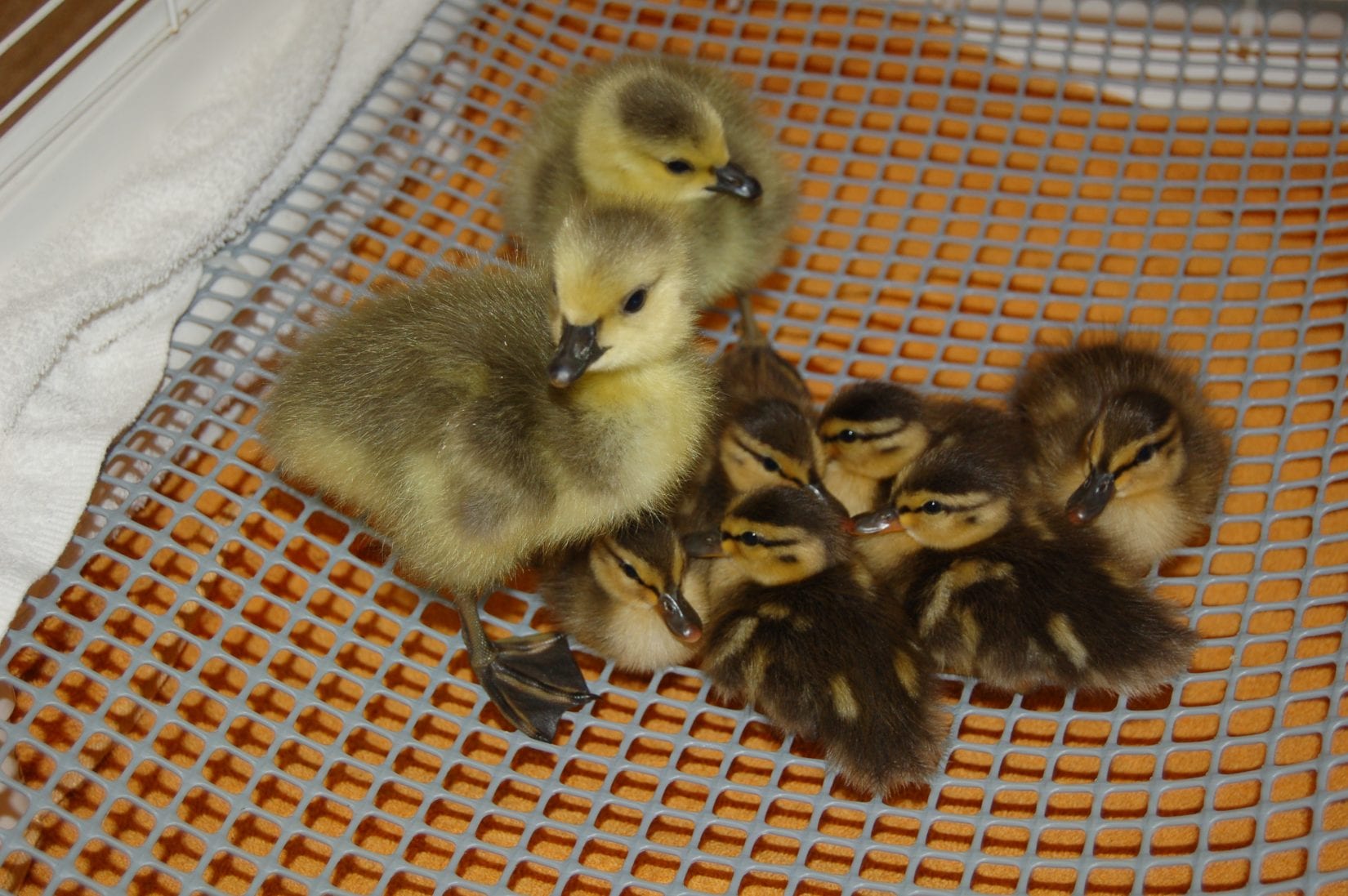 canada geese and mallard ducklings together