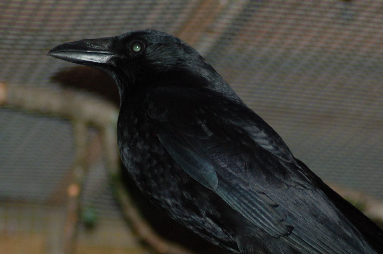 Northwestern Crow perched on branch