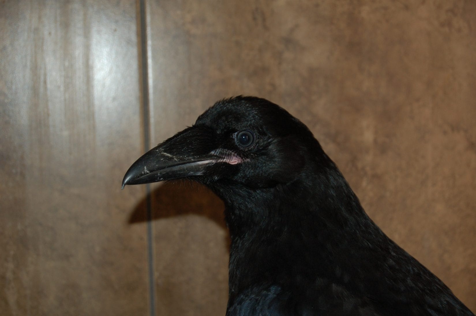 Young Common Raven