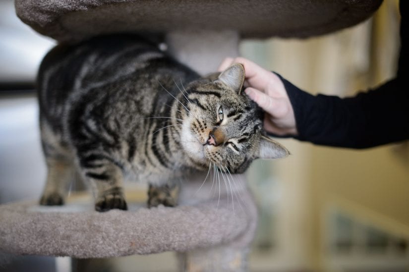 cat on cat tree receiving gentle head pats