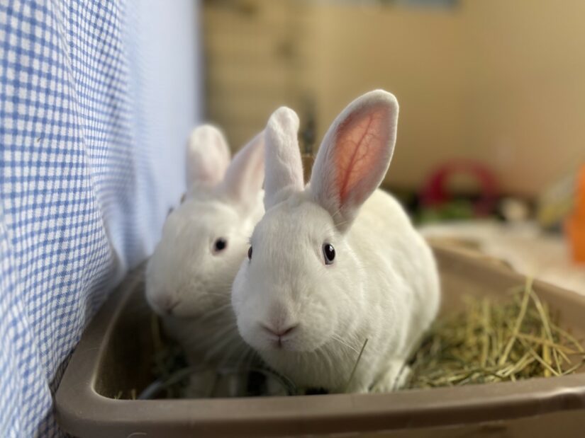 It's the Year of the Rabbit – how much do you know about our furry friends?  - BC SPCA