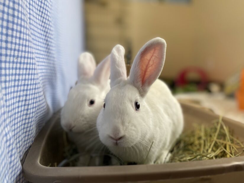 Lunar New Year: It's the Year of the Rabbit and, finally, we can all chill