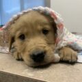 Golden retriever puppy under blanket