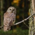 barred owl on tree branch