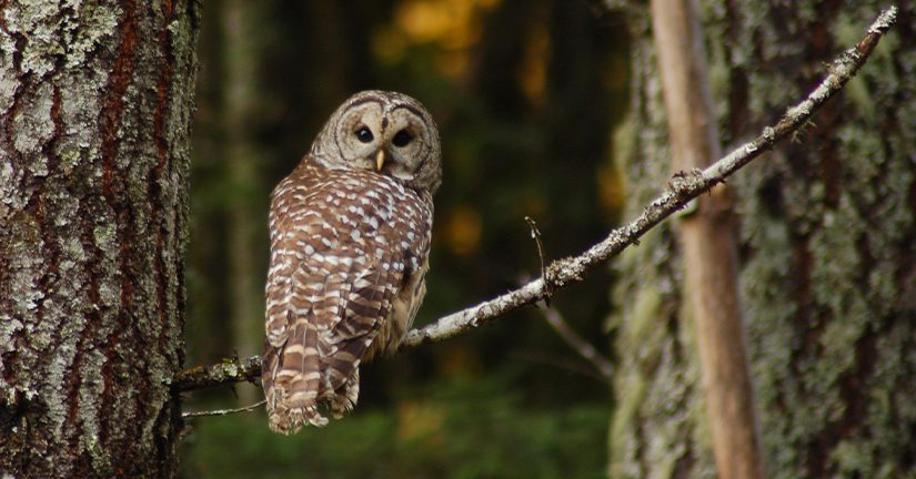 barred owl on tree branch