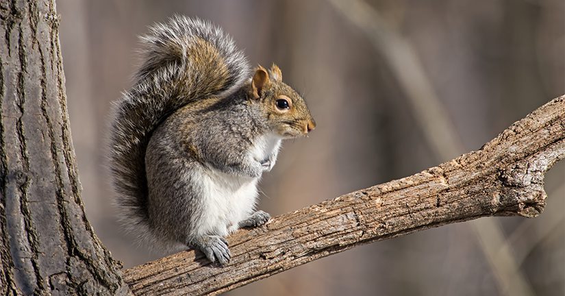 gray squirrel on branch