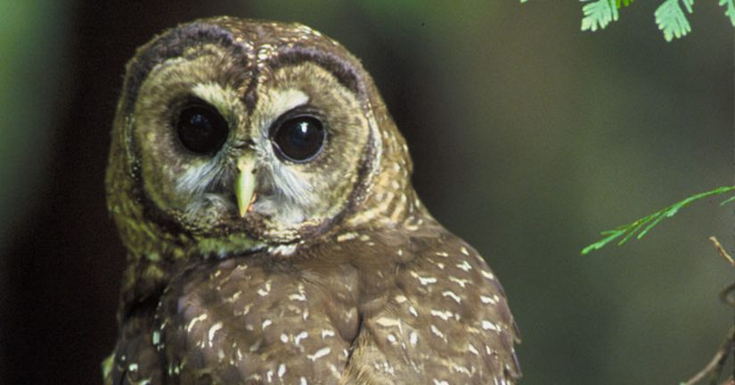 northern spotted owl in the wild