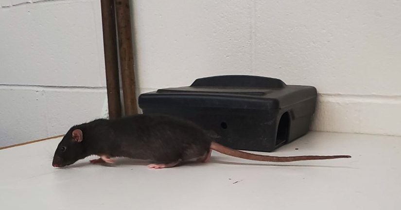 black rat near black box