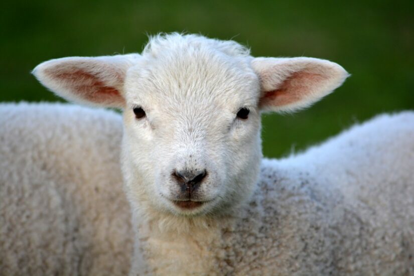 Sheep and lamb production in Canada