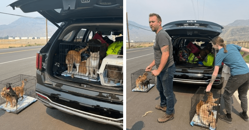 Animals arriving in Kamloops