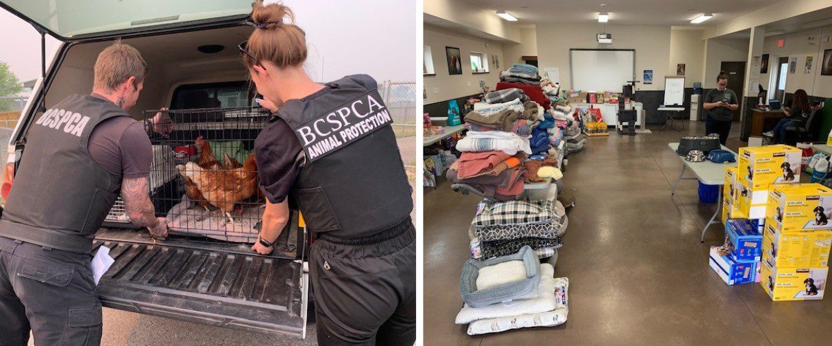 BC SPCA's emergency wildfire response