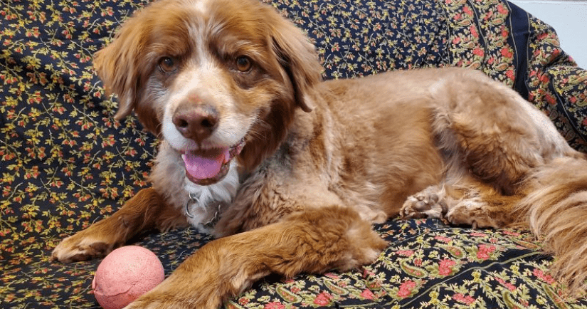 Senior animals make great pets Senior animals make great pets