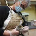 Wild ARC volunteer cleaning baby squirrel