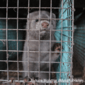 end fur farming - mink in cage on fur farm