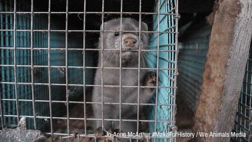 end fur farming - mink in cage on fur farm