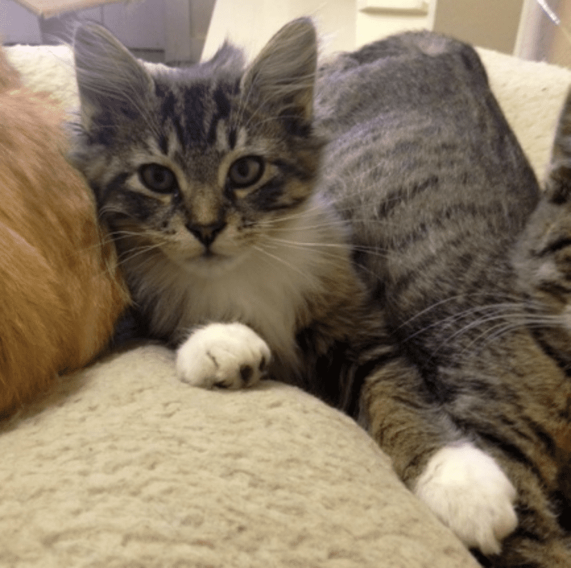 Maine Coon Kittens for Sale - Dark Paws Maine Coon Kittens