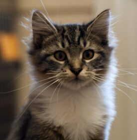 Maine Coon Kittens for Sale - Dark Paws Maine Coon Kittens