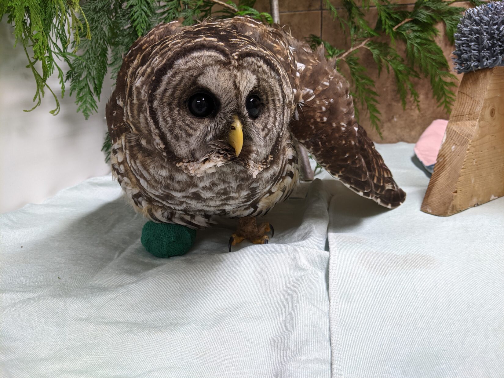 Barred owl with a green cast on their foot