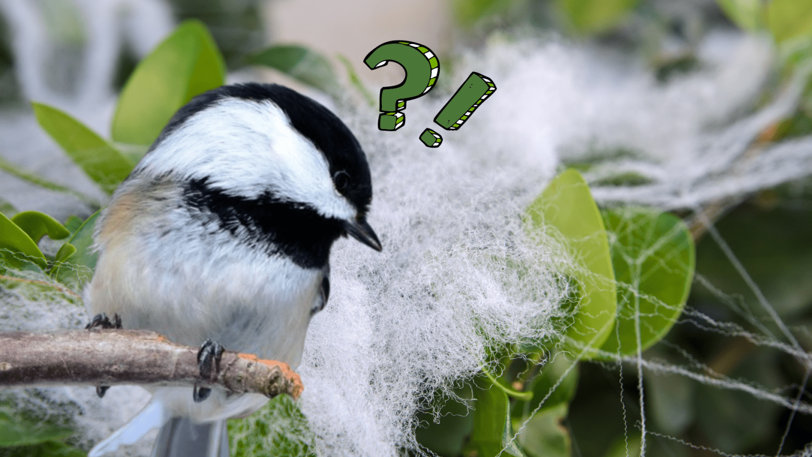 Black-capped chickadee looking at fake spiderweb on bush