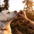 dog training Labrador eats treat at sunset