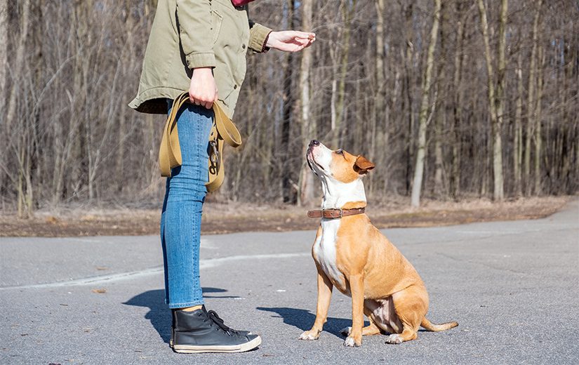 dog training at park terrier gets treat reward