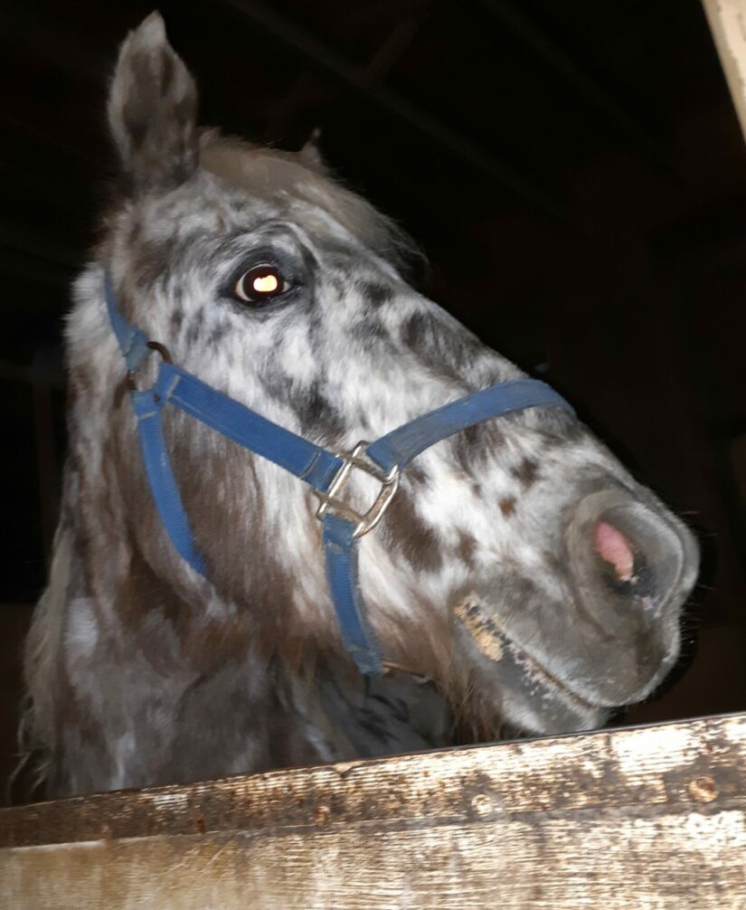 Leo the horse frightened in his stall during fireworks