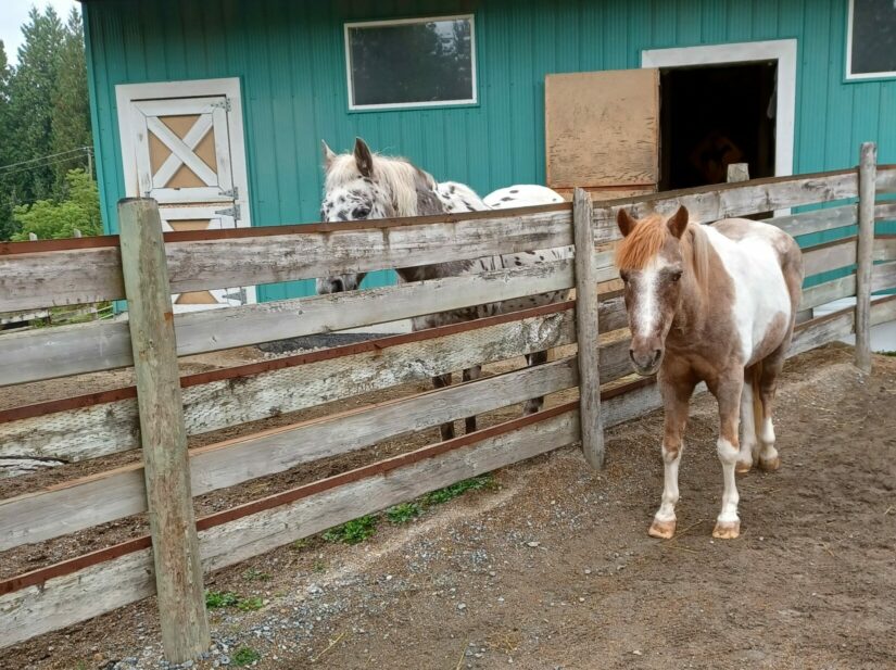 Leo and Apollo outdoors in their corral.