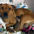 Celeste and her puppies