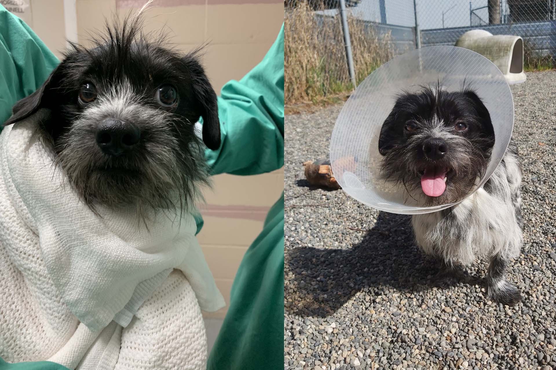 Sweet terrier mix seized in hoarding case spends holidays with new family - BC SPCA Sweet terrier mix seized in hoarding case spends holidays with new family - BC SPCA