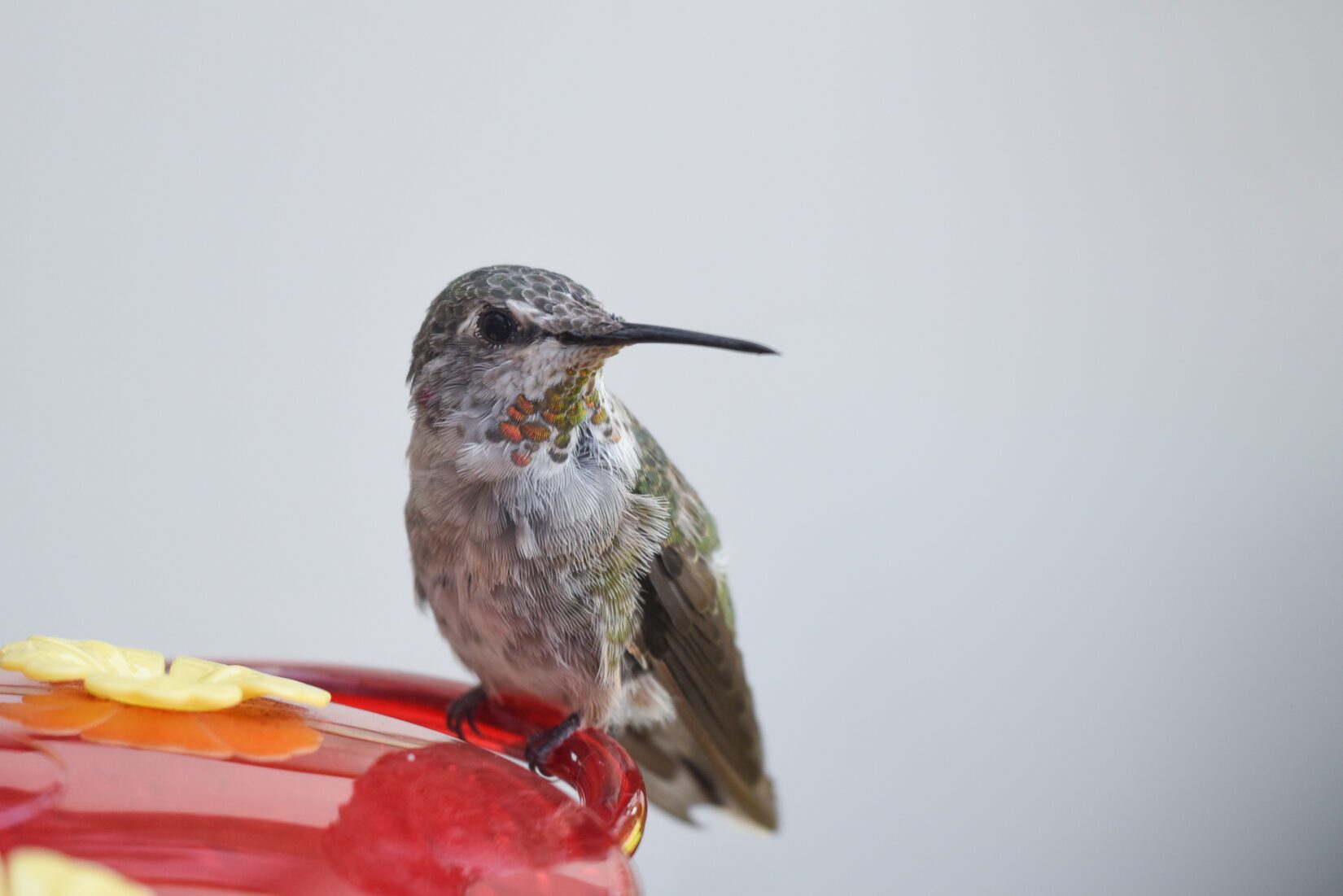 Rufous hummingbird perched on a feeder