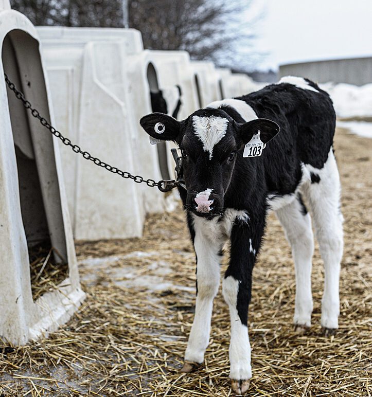 Calf chained to hutch