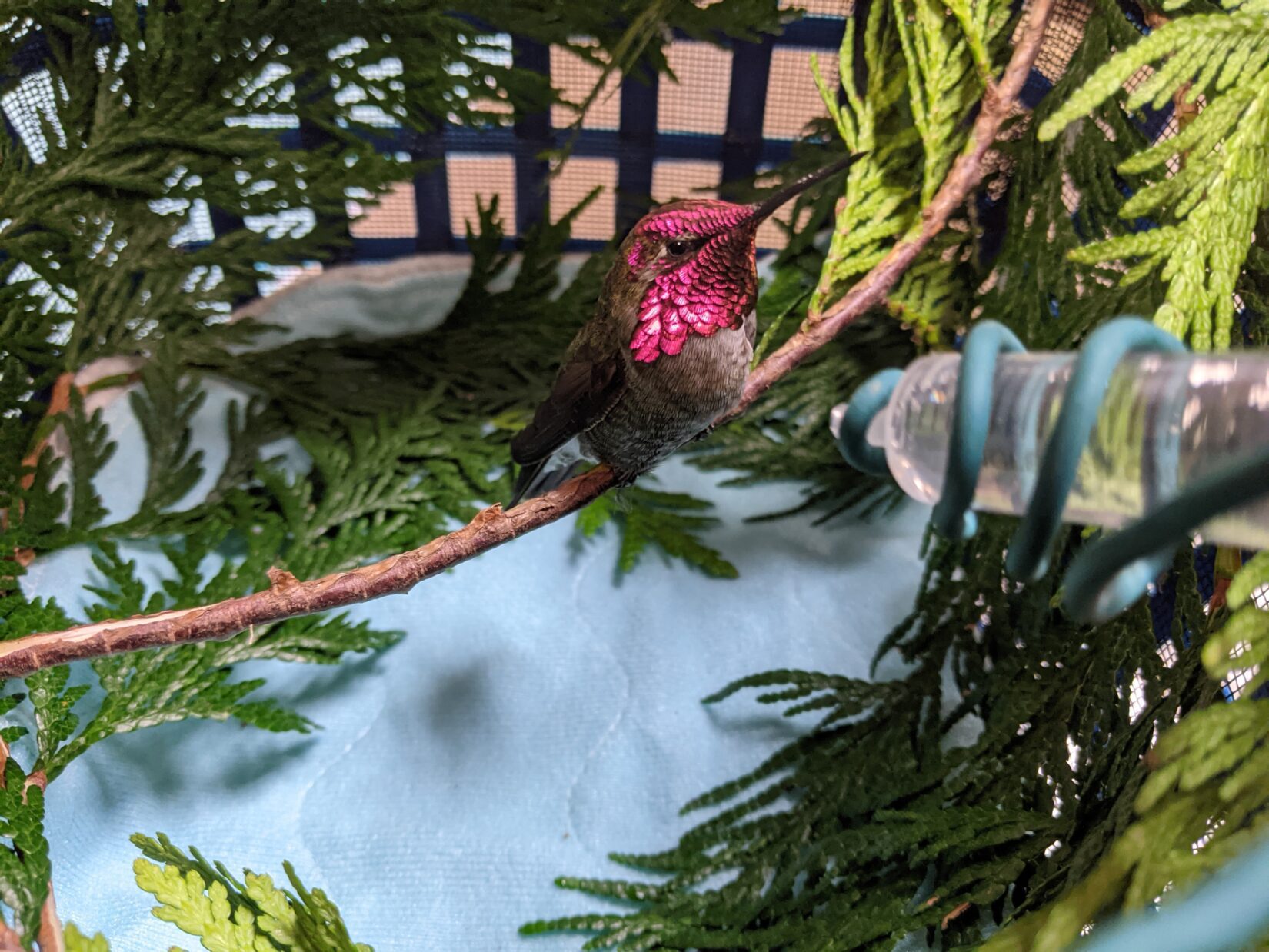 Anna's hummingbird in care at Wild ARC