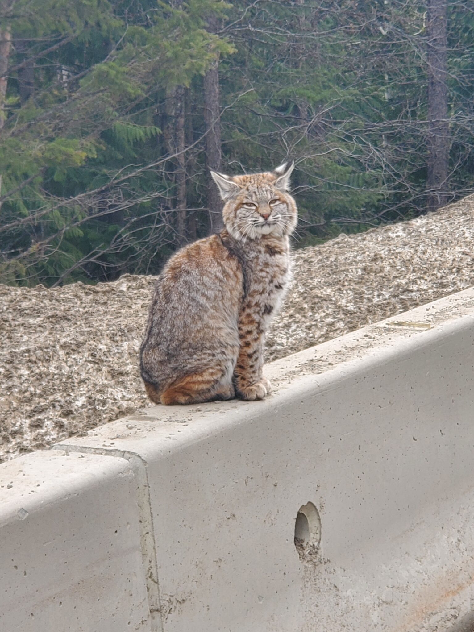 Bobcat sitting on road barrier