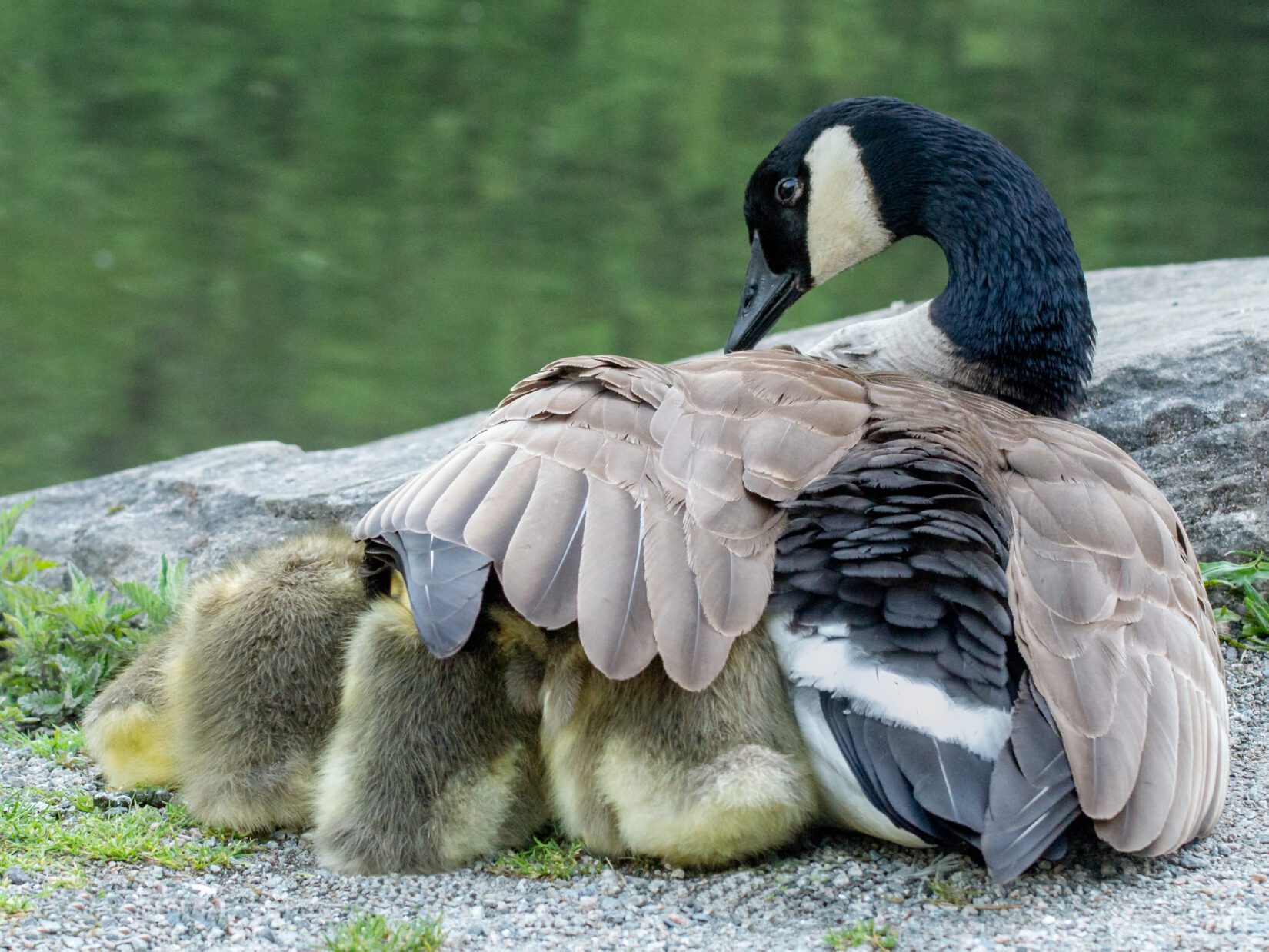 Canada goose with goslings under wing