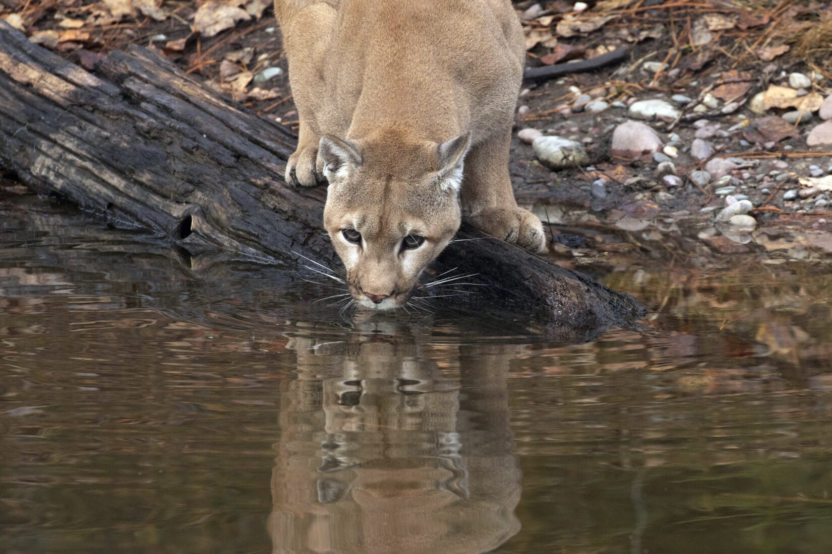 Cougar lapping up water