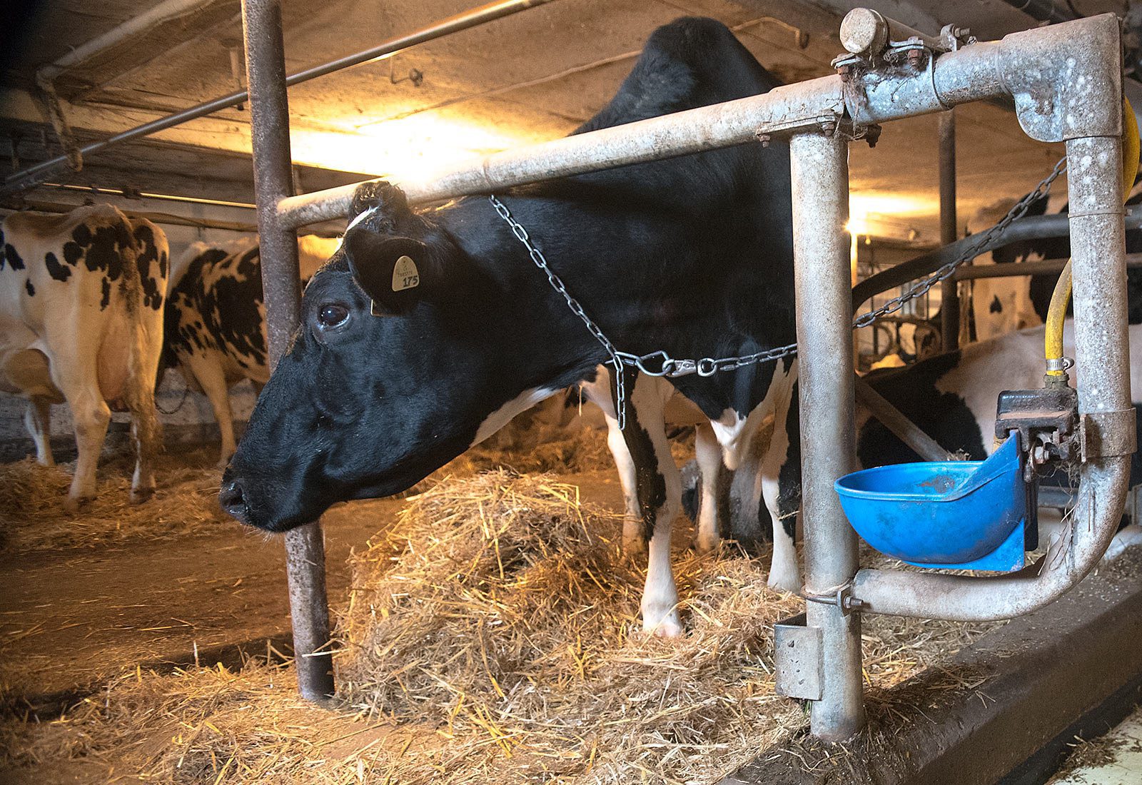 A dairy cow in a tie stall farm
