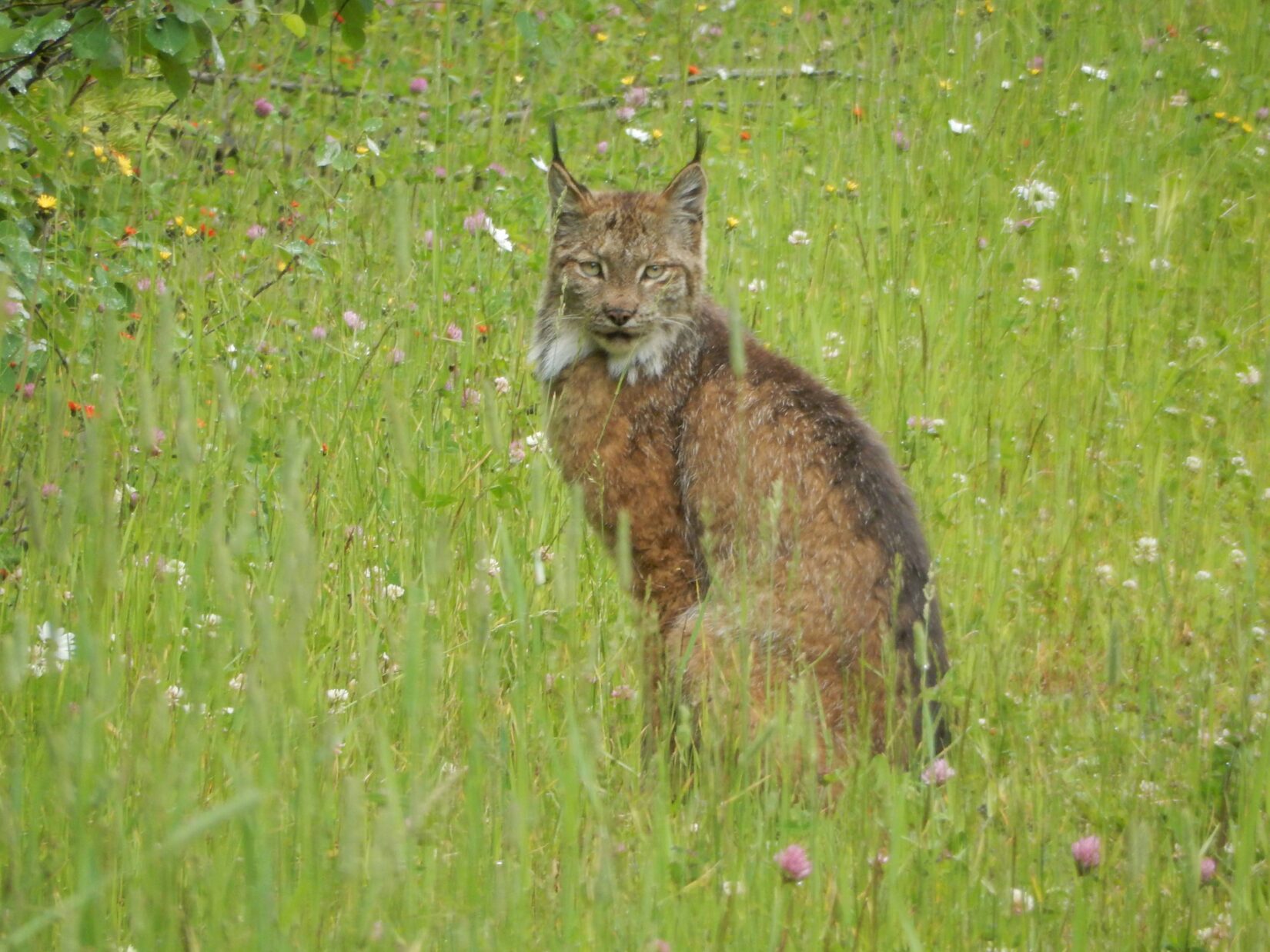 Canadian lynx sitting in wildflowers