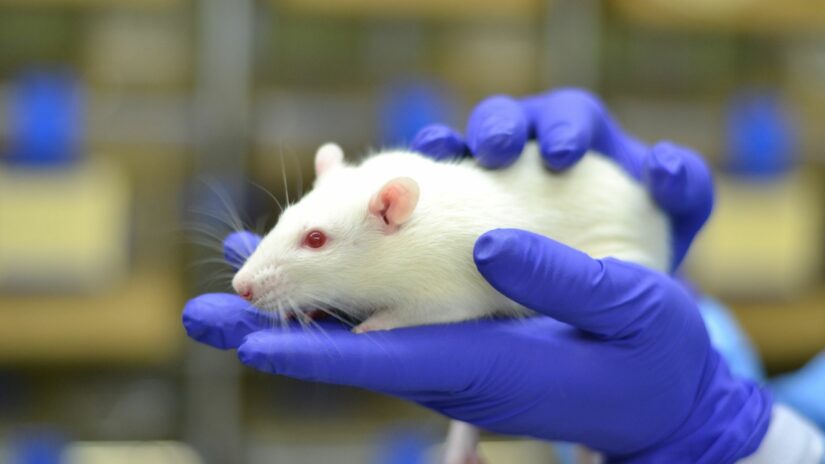 White lab rat held in hands with medical exam gloves
