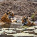 Wild tiger cubs in water