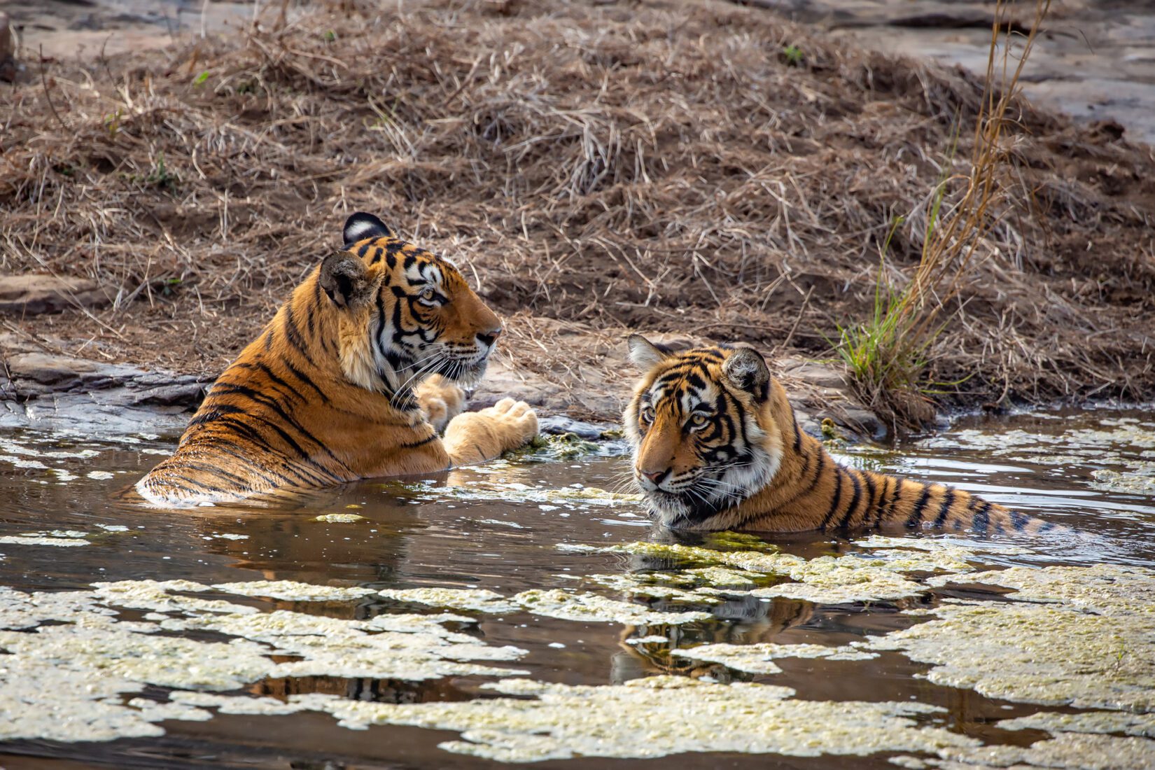 Wild tiger cubs in water