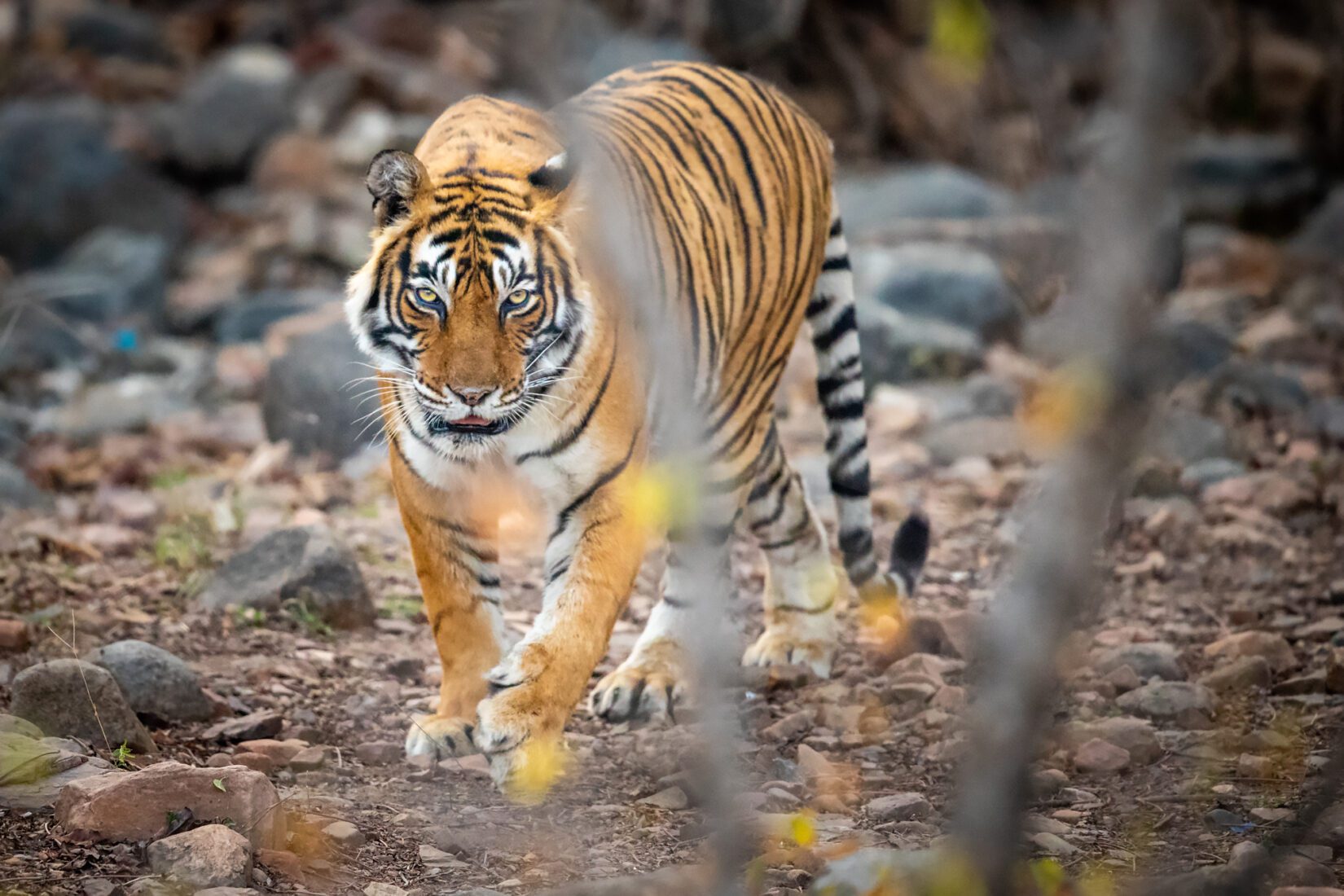Tiger walking on rocky path