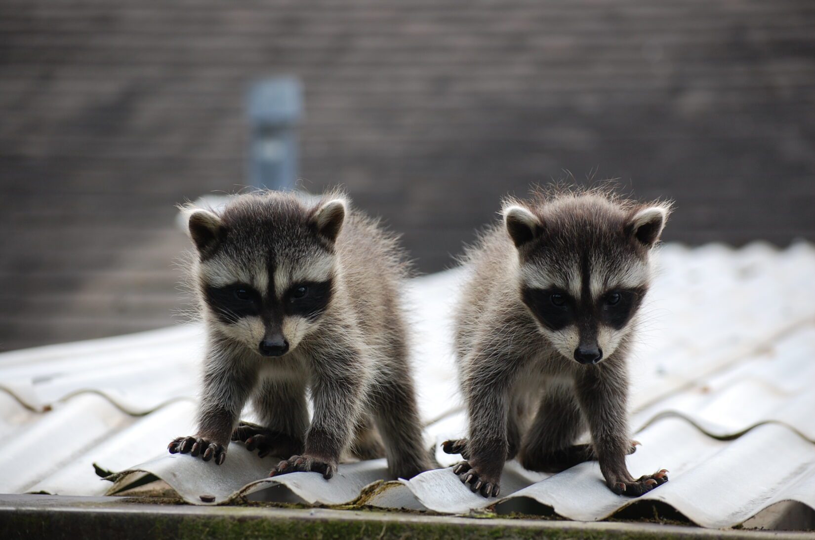 do raccoons travel in packs