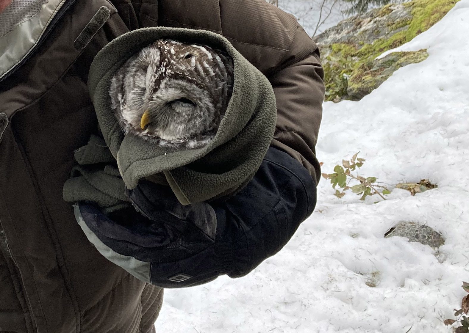 Barred owl wrapped in a towel, poisoned by rodenticide