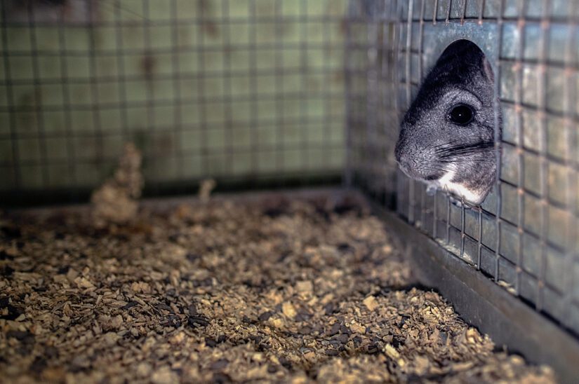 A chinchilla peeks out from a nesting box at a fur farm.