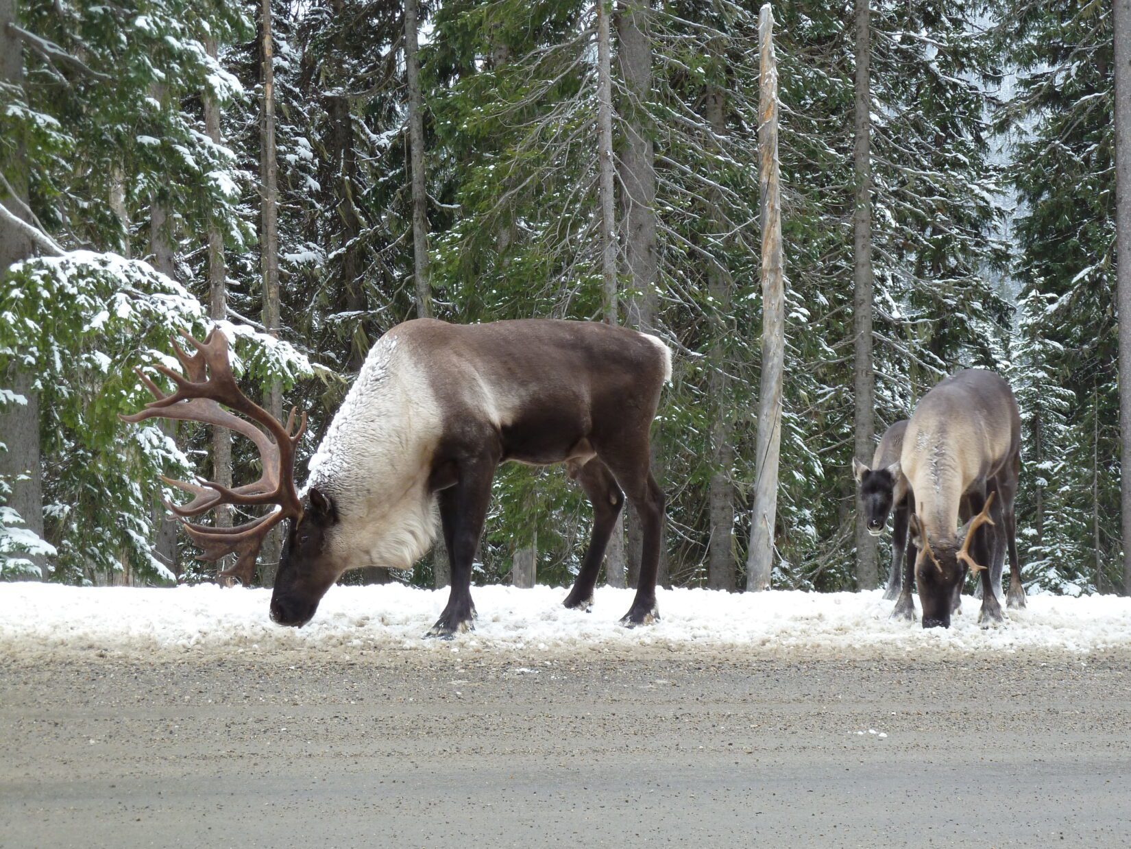 Caribou in snow by the side of the road